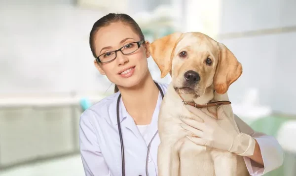 How to Find an Emergency Veterinarian in Jersey City NJ